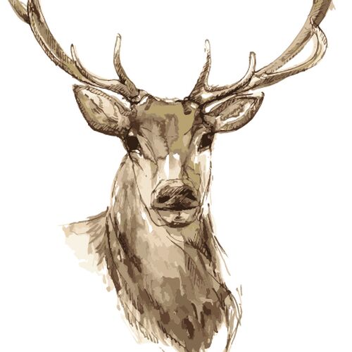 Koksusgaards karrysuppe